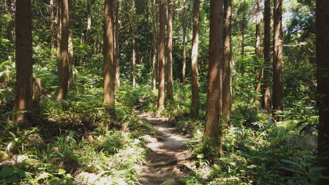 猿川榕樹