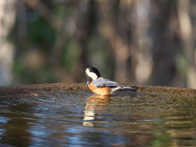 水辺で水浴びするヤマガラ