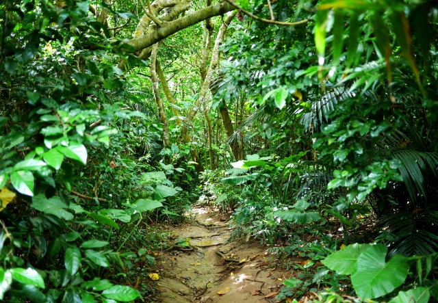 A path through the lush forests of Yakushima