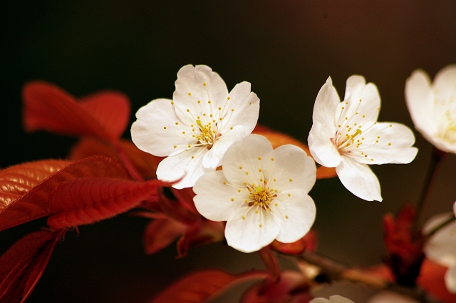赤い葉と白い桜の花のクローズアップ