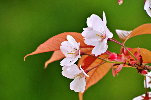 若葉と白い桜の花のコントラスト