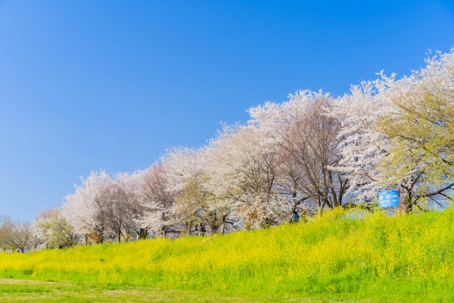 桜並木と菜の花が広がる春の風景