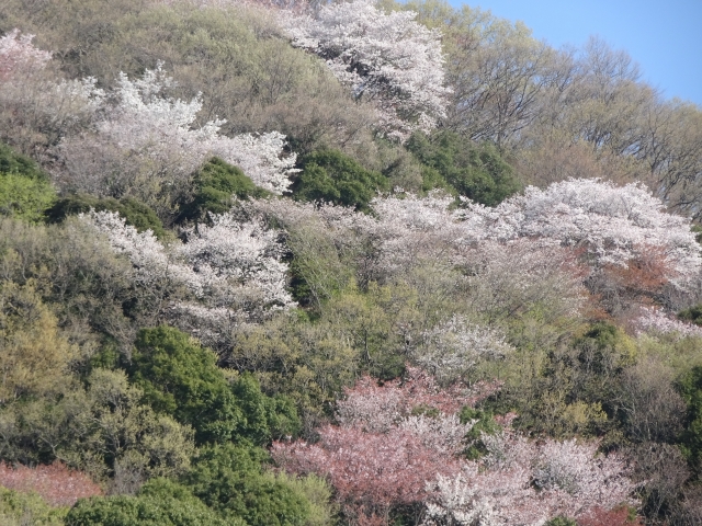 山肌に点在して咲く屋久島の山桜