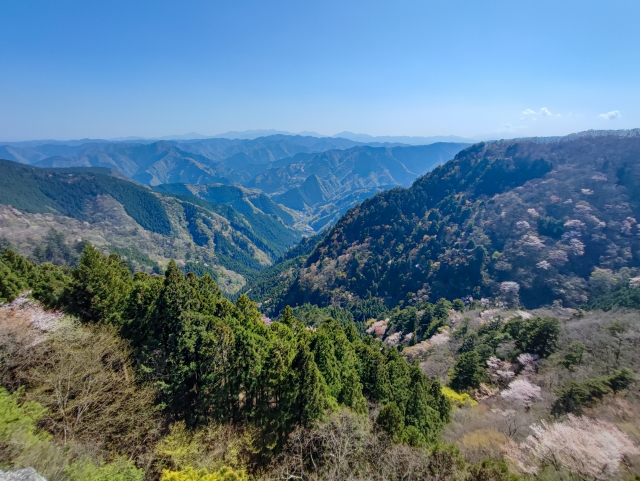 屋久島の谷間に広がる山桜と新緑の景色