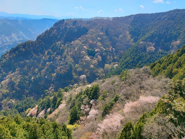 屋久島の山々に点在して咲く山桜の風景