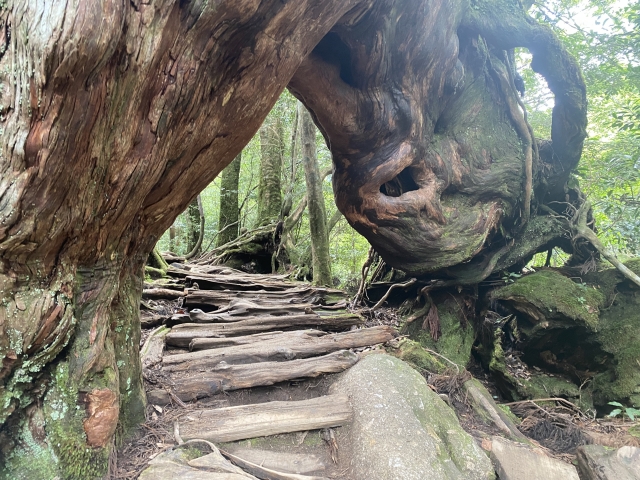 屋久島のくぐり杉を近くから見た様子|幹の下をくぐれる屋久杉