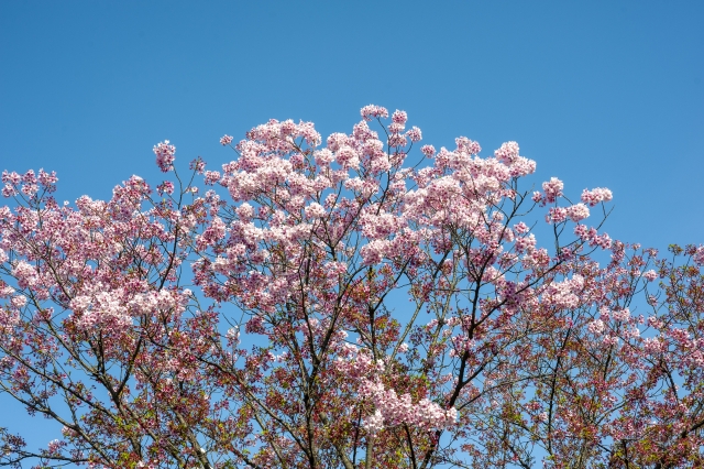 青空に映える屋久島の桜