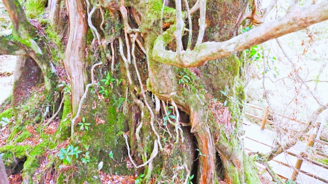 紀元杉の根元に苔むした複雑な樹形