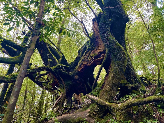 複雑に絡み合うくぐり杉