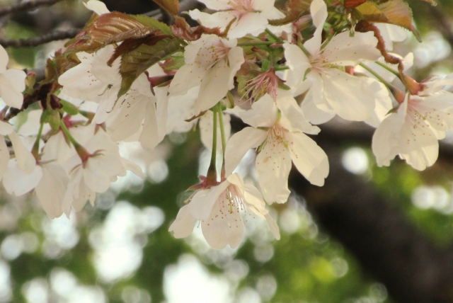 屋久島の山桜 白い花びらのアップ