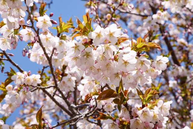 満開の山桜の花のクローズアップ