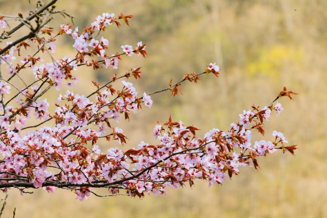 屋久島に咲く山桜の枝アップ