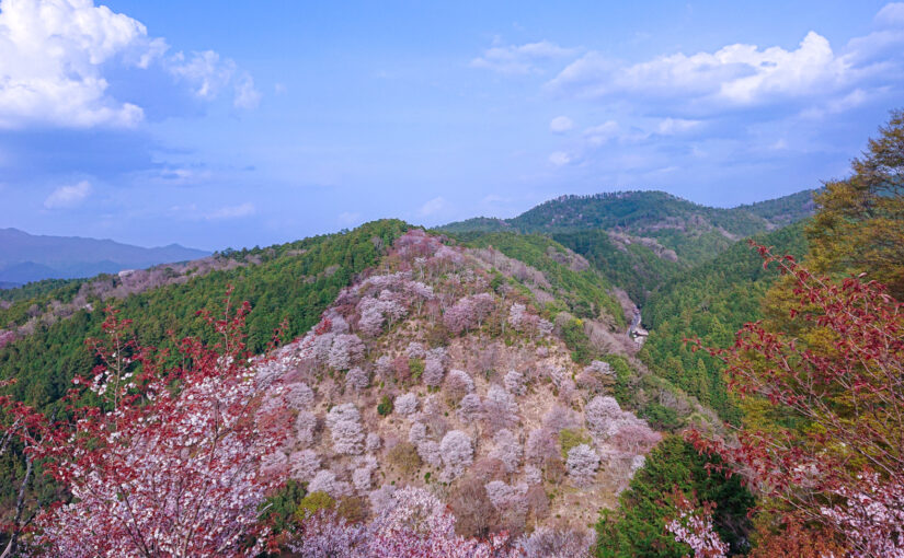 屋久島山櫻盛開的山坡絕景