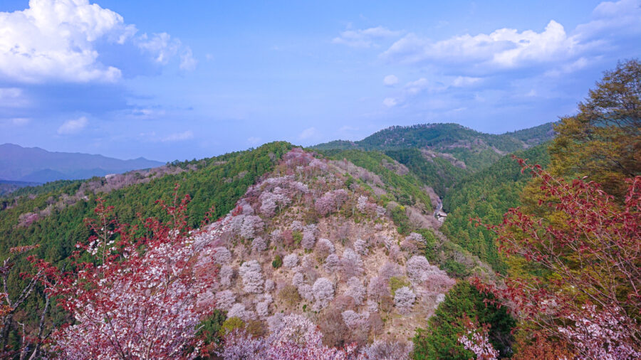 屋久島山櫻盛開的山坡絕景