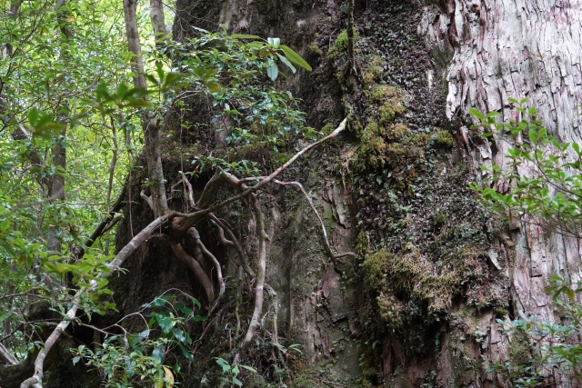 紀元杉の幹に苔や着生植物が茂る様子