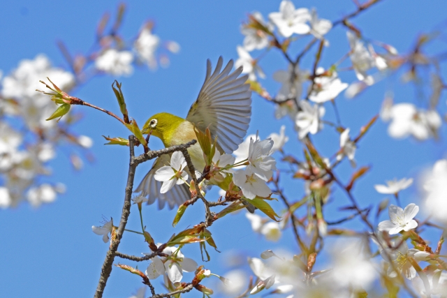 桜の枝にとまるメジロ