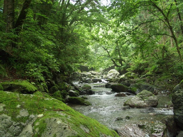 木々に囲まれた屋久島の渓流