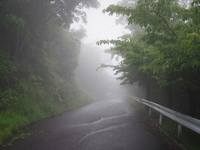 霧に包まれた屋久島の山道