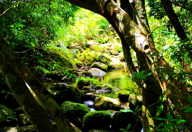 苔むした岩に囲まれた屋久島の清流